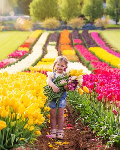 Tesselaar Tulip Festival